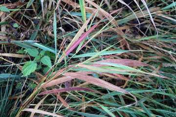Yellowed grass with dew drops in an autumn morning.