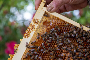 La récolte du miel chez un apiculteur