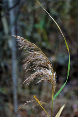 Beautiful swamp grass, also known as schoenoplectus, bulrushes.