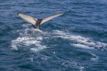 Naklejka premium Whale watching on the Iceland coast near Husavik.
