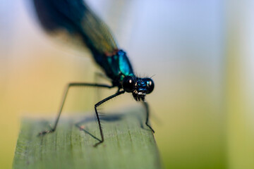 blue dragonfly on a green leaf