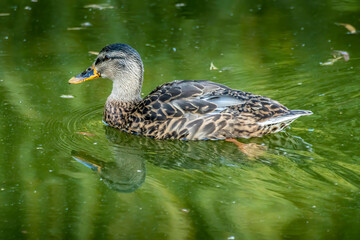 A female mallard swimming in a little lake in the Mönchbruch natural reserve in Hesse, Germany.
