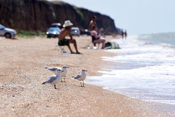 sea birds on the shore