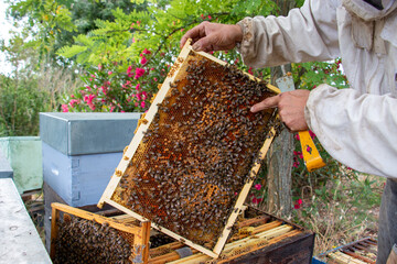 La r&eacute;colte du miel chez un apiculteur