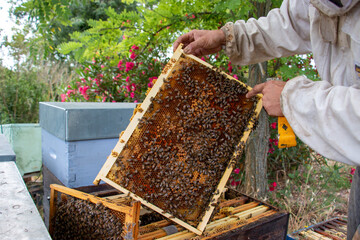 La r&eacute;colte du miel chez un apiculteur
