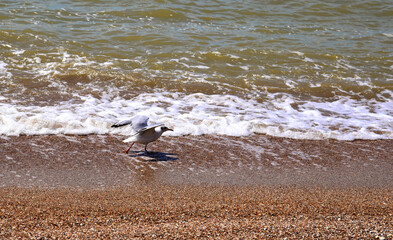 a Seagull walks on the edge of the surf