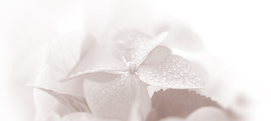 Fototapeta na wymiar Hydrangea. Hortensia flowers background
