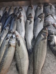 Obraz premium live fresh fish on the counter