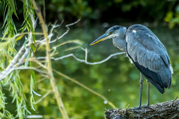 A common grey heron standing o a tree at a little lake in the Mönchbruch natural reserve in Hesse, Germany, waiting for a fish to hunt.