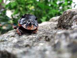 the bug on a rock