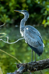 A common grey heron standing o a tree at a little lake in the Mönchbruch natural reserve in Hesse, Germany, waiting for a fish to hunt.