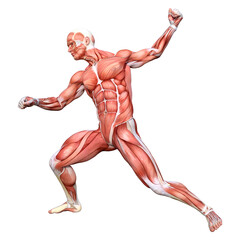 3D Rendering Male Anatomy Figure on White