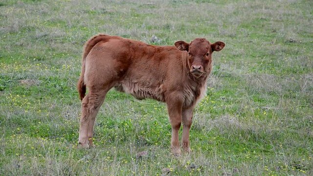 Beautiful young brown Retinta calve looking at the camera