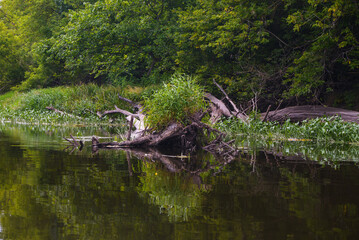 Fototapeta na wymiar old tree in the river