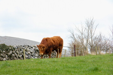 Brown hairy bull grazing in an Irish green field