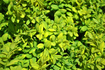 Beautiful bright green leaves texture, natural organic plant background