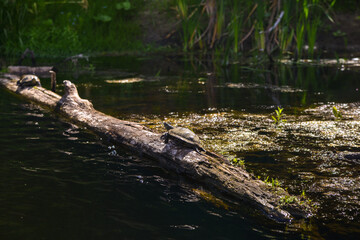 turtle on a log