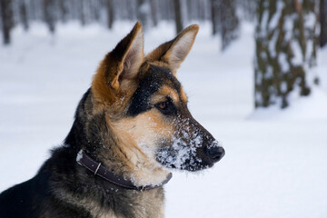 Closeup of German Shepherd dog head in the snow