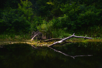 tree in the water