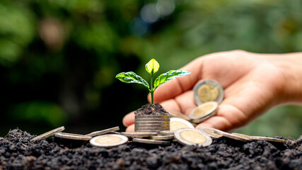 A tree growing on a pile of coins and a white light shining on the tree economic growth idea.