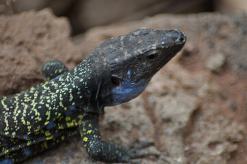 canary lizard warming up in the sun
