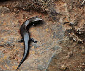 a fairly rare species of canary lizard