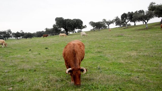 Frightened Retinta cow eating grass in the meadow