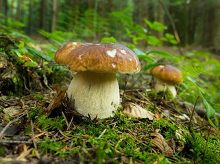 Grzyby © KrzysztofAleksander