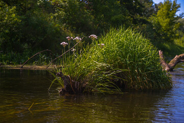 tree in the water