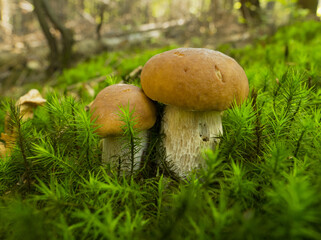 Grzyby © KrzysztofAleksander