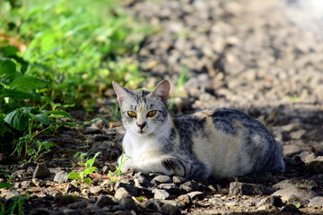 Naklejka na ściany i meble Cat in the grass, Cat is relaxing in the garden