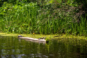 turtle on a log