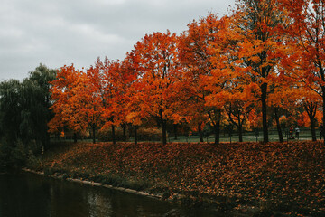 autumn trees in the park