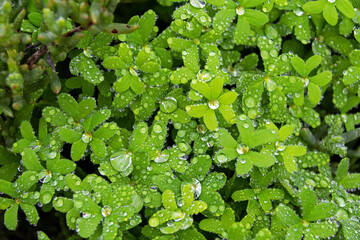 Dew drops on green plants.