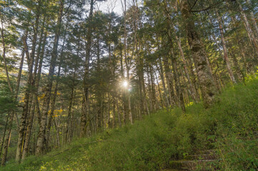Fototapeta premium Autumn scenery of Hubei Shennongjia National Geopark Scenic Area, China
