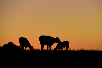 Fototapeta na wymiar Cows grazing at sunset, Buenos Aires Province, Argentina.
