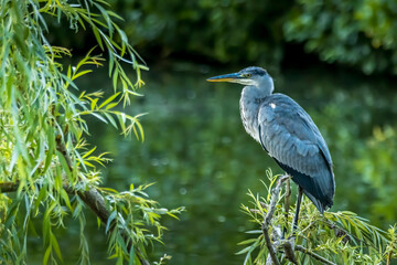 A common grey heron standing o a tree at a little lake in the Mönchbruch natural reserve in Hesse, Germany, waiting for a fish to hunt.