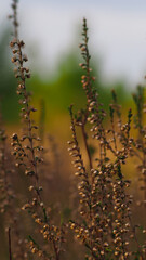 Série de bruyères sur un fond marron