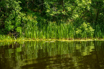 green grass in the pond