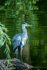 A common grey heron standing o a tree at a little lake in the Mönchbruch natural reserve in Hesse, Germany, waiting for a fish to hunt.