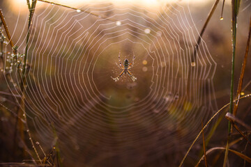 spider web with dew drops
