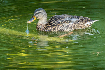 Obraz premium A female mallard swimming in a little lake in the Mönchbruch natural reserve in Hesse, Germany.