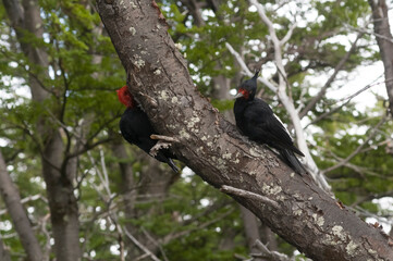 Magellanic Woodpecker in Patagonian forest environment, Los Glaciares National Park, Santa Cruz, Argentina