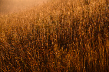 dry grass background