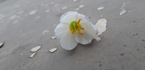 Fototapeta na wymiar white flowers on the ground