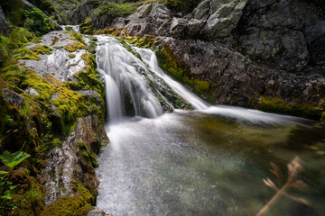 Obraz premium St. Bernard / Grosser Sankt Bernhard