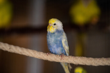 Ein bunter Wellensittich