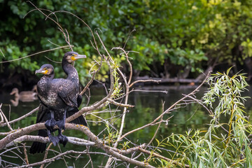 Fototapeta premium Two great black cormorants sitting on a tree in a pond at the nature reserve Mönchbruch next to Frankfurt, Germany at a sunny day in summer.