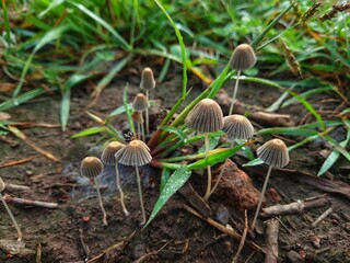 Wild mushrooms after a morning rain.Beautiful closeup of a group of mushrooms growing on tee trunk with green moss and dark bokeh forest background. Mushroom macro, Mushrooms photo.