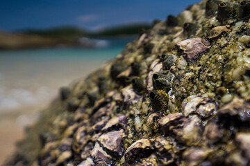 Detail of rocks on beach. Texture of stones with amazing shells, sharp reefs, where live crabs